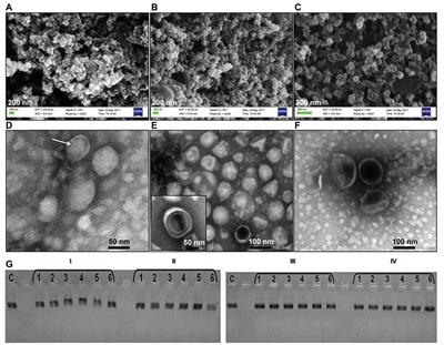 Fitness of Outer Membrane Vesicles From Komagataeibacter intermedius Is Altered Under the Impact of Simulated Mars-like Stressors Outside the International Space Station